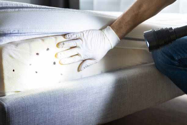 Best Local Pest Control Services  in Bon Air, VA