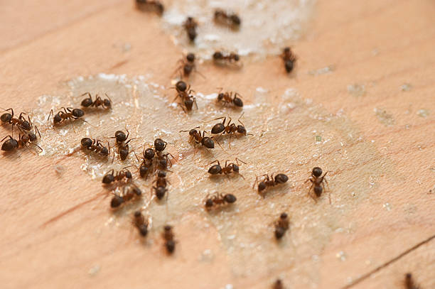 Best Affordable Pest Control Services  in Bon Air, VA